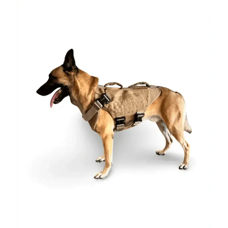 Belgian Malinois in tactical vest showcasing Titan K-9 Ballistic Body Armor Level IIIA