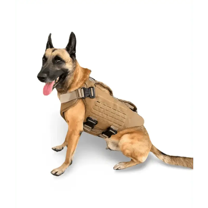 Belgian Malinois in Titan K-9 Body Armor Vest 3.0 with Level IIIA Dual Threat protection