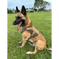 Chief Miller K-9 Artemis Dog Harness Apparel