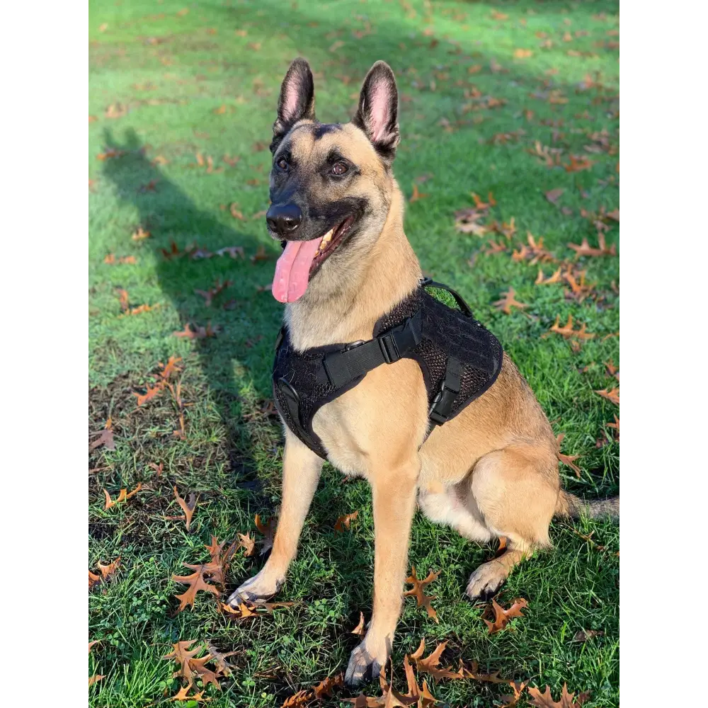 Chief Miller K-9 Artemis Dog Harness Apparel