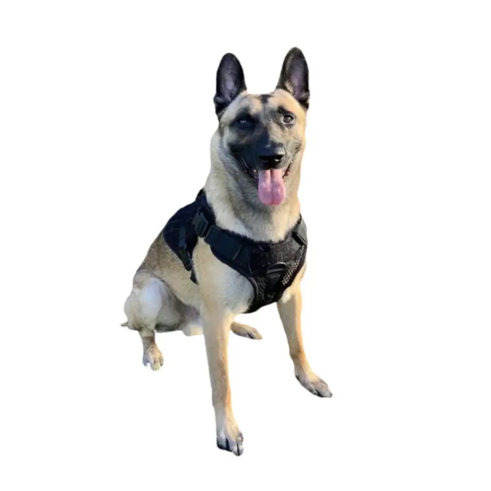 K9 Products and Accessories