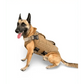 Belgian Malinois in Titan K-9 Body Armor Vest 3.0 with Level IIIA Dual Threat protection