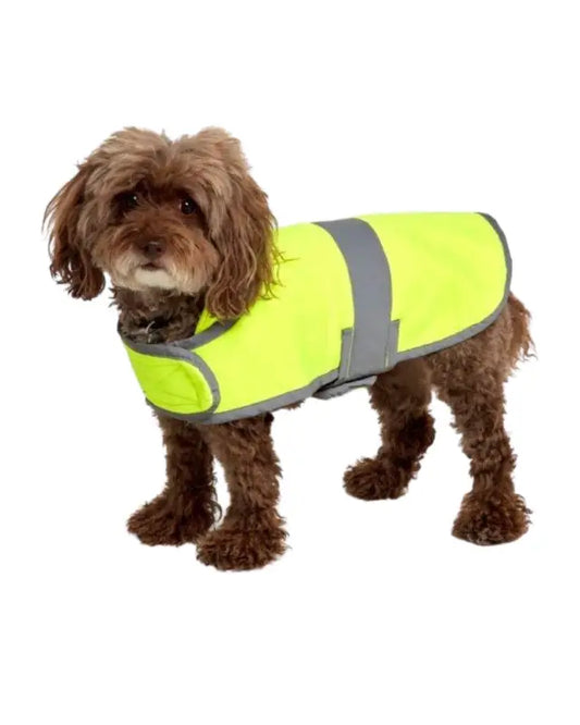 Brown dog in UHV896 HiVis Dog Safety Coat with reflective gray stripes